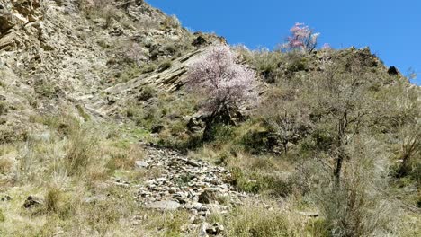Sakura-Blütenbaum-Auf-Einem-Berg-Und-Blauem-Himmel