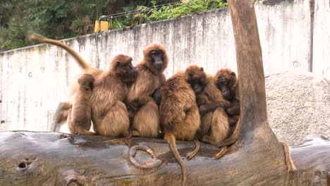 Acercar,-Grupos-De-Monos-Calentándose-Unos-A-Otros-De-La-Lluvia-En-El-Zoológico