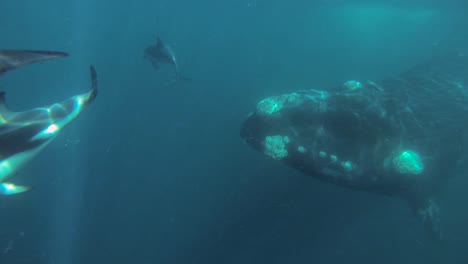 Ballena-Franca-Austral-Nadando-Con-Un-Grupo-De-Delfines-Oscuros-Tiro-Bajo-El-Agua-A-Cámara-Lenta