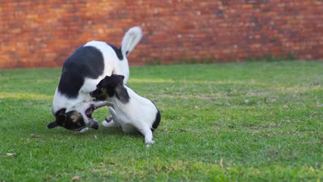 Two-small-young-dogs-playing-aggressively-together-on-lawn,-slow-motion
