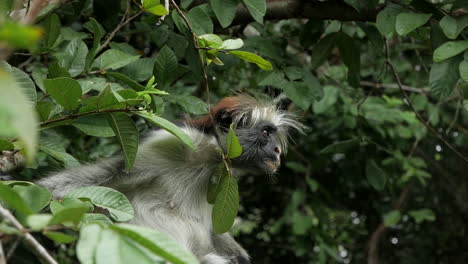 Ein-Affe-Sitzt-Im-Baum-In-Tansania-Sansibar-Afrika