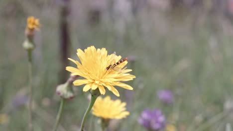 CLOSEUP-Footage-of-an-isolated-Gerbera-flower-with-a-yellow-insect-on-it