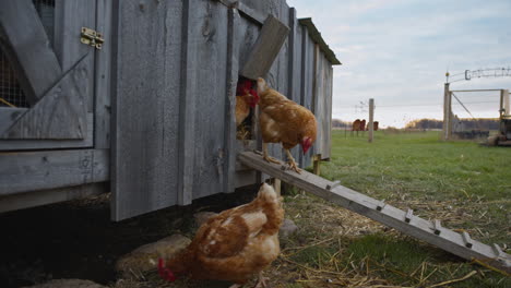 Group-of-chickens-exiting-a-chicken-coop