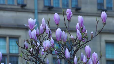 Magnolienblüten-Im-Frühling---Natur-Mit-Einem-Gebäude-Im-Hintergrund-4k