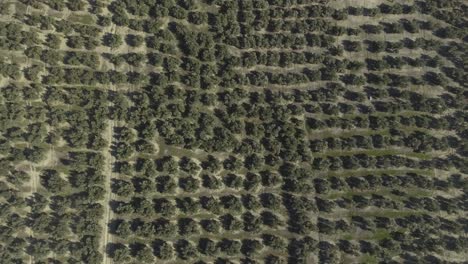 Von-Oben-Nach-Unten-Aufnahme-Unzähliger-Olivenbäume,-Die-In-Gleichmäßigen-Reihen-Im-Olivenhain-Wachsen