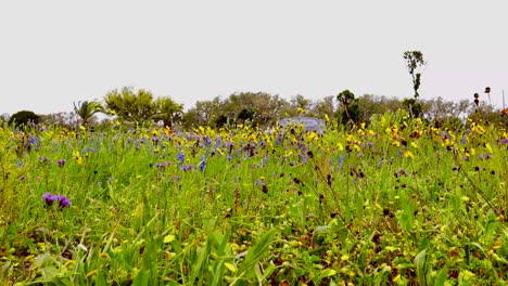 Hermosas-Flores-Silvestres-Que-Crecen-En-El-Cementerio-De-Rockport