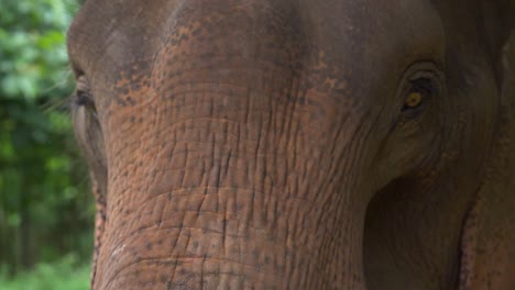 Rescued-asian-elephant-playing-at-a-wildlife-sanctuary
