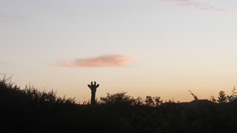Jirafa-En-El-Parque-Nacional-Pilanesberg-En-Sudáfrica-Durante-La-Puesta-De-Sol