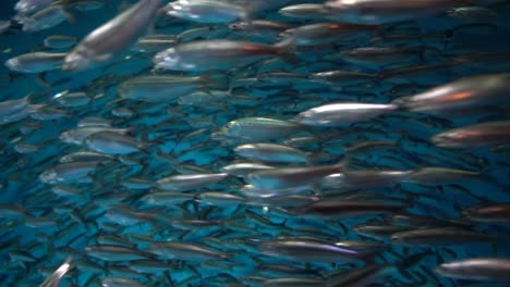 Ein-Nahaufnahmevideo-Von-Pazifischen-Sardinen,-Die-Im-Monterey-Bay-Aquarium-In-Kalifornien-Unter-Wasser-Schwimmen