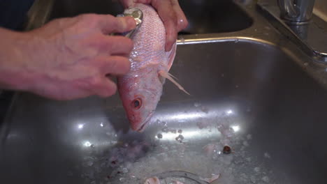 Close-up-man's-hands-cleaning-and-descaling-fresh-raw-fish-in-kitchen-sink