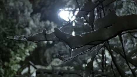 trees-with-snow-in-slow-motion