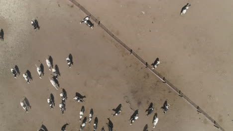 AERIAL---Rising-Drone-Shot-of-a-Herd-of-Cows