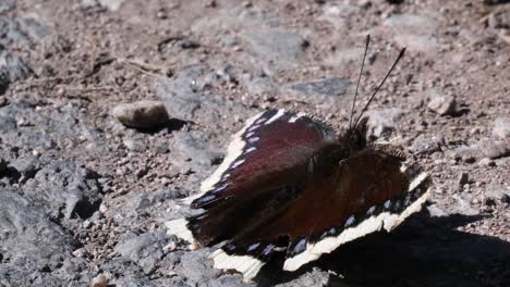 Nahaufnahme-Eines-Schmetterlings,-Der-Seine-Flügel-Auf-Einem-Grauen-Steinboden-Bewegt