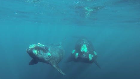 Mutter-Und-Kalb-Südlicher-Glattwale-Schwimmen-Gemeinsam-Unter-Wasser,-Aufnahme-In-Zeitlupe