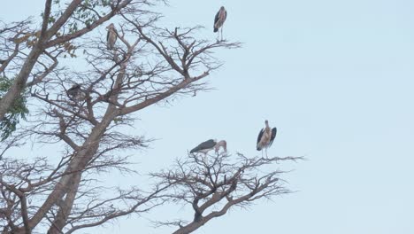 A-wide-shot-of-marabou-storks-perched-up-high-on-a-branch-in-a-large-tree