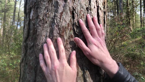 Tracking-shot-of-two-hands-sliding-down-tree-bark-in-forest-during-the-day
