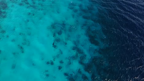 Delfines-En-Atlantis-Beach,-Bonaire