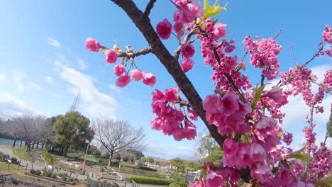 Kanhizakura-Japanische-Kirschblüte-Weht-Im-Wind