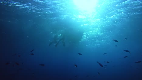 Fische-Im-Blauen-Ozean-Schwimmen-Unter-Tauchern,-Die-Ins-Meer-Eintauchen