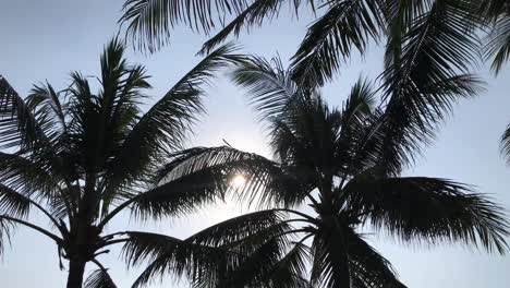 Palmen-Und-Blauer-Himmel-Mit-Der-Sonne-In-Bali,-Indonesien