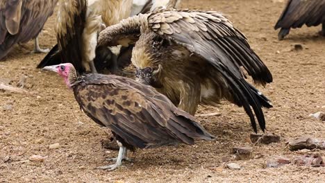 Vulture-hierarchy-feeding-from-young-juvenile-to-bigger-to-biggest-adult