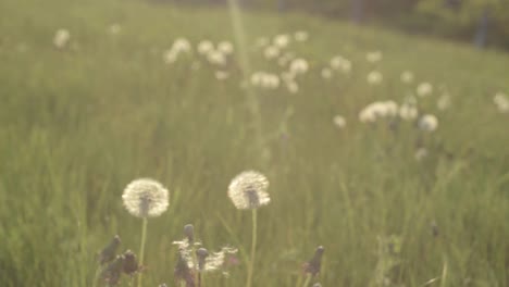 Seeding-dandelions-in-meadow-in-summer-breeze