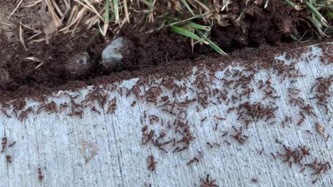 Schwärmende-Ameisenkolonien,-Die-Aus-Dem-Boden-Kommen,-Nachdem-Sie-In-Den-Kalten-Wintermonaten-Unter-Der-Erde-Geblieben-Sind