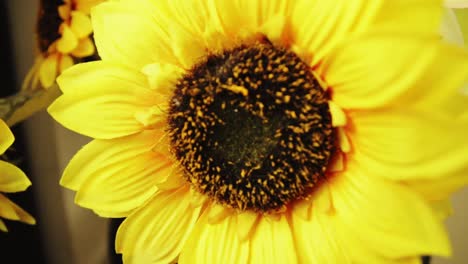 Synthetic-sunflower-tilt-up-30-fps