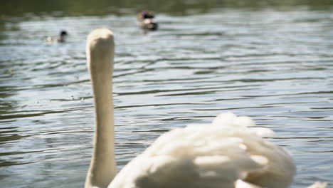 White-Swan-swimming-in-the-lake
