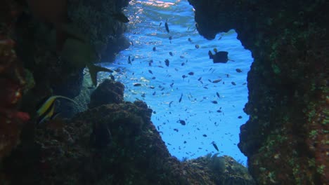 Kamera-Nähert-Sich-Einem-Unterwasserfenster-Mit-Vielen-Korallen,-Die-An-Der-Seite-Wachsen