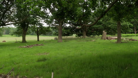 Shot-moving-backwards-in-a-wood-with-old-oak-trees-with-fallen-branches-on-the-ground,-shot-on-a-summers-day