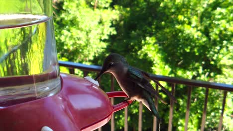 In-a-backyard-in-the-suburbs,-A-tiny-humming-bird-with-green-feathers-hovers-and-sits-at-a-bird-feeder-in-slow-motion-getting-drinks