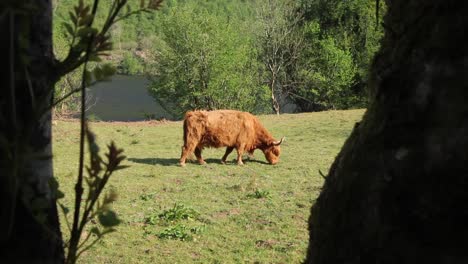 Highland-Cattle-at-the-Scotlands-mountains