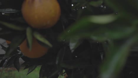 Orangenbaum-Auf-Dem-Rücken