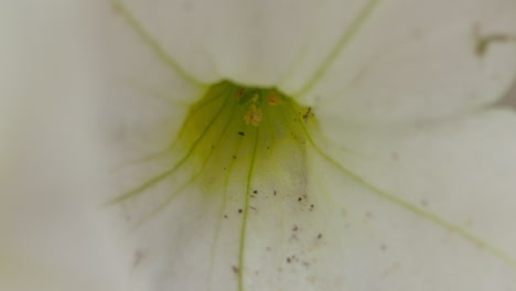 Extreme-close-up-of-the-inside-of-a-beautiful,-white-petunia-flower-in-full-bloom