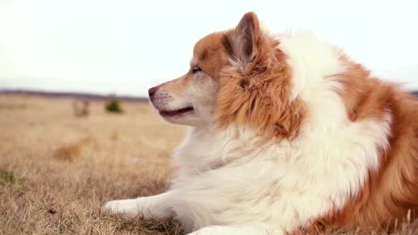 Pelziger-Hund,-Der-Auf-Dem-Feld-Und-Um-Das-Haus-Mit-Herbstfarbenstimmung-Spielt