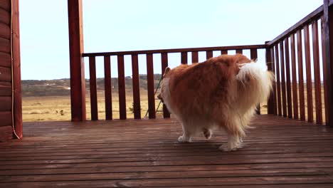 Pelziger-Hund,-Der-Auf-Dem-Feld-Und-Um-Das-Haus-Mit-Herbstfarbenstimmung-Spielt