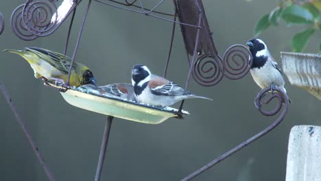 Many-birds-enjoy-seeds-in-a-tin-bird-feeder-in-a-garden,-close-up