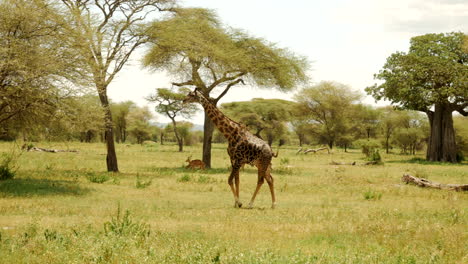Hermosa-Jirafa-Camina-Por-El-Parque-Nacional-Del-Serengeti