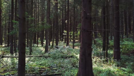 Kamera-Schwebt-Langsam-Durch-Dunklen-Wald-Und-Durch-Bäume-–-4k