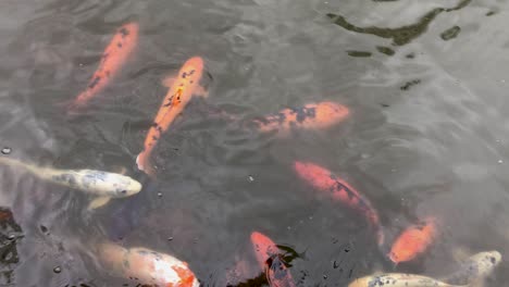 Curious-Coy-Fish-at-the-Chinese-Gardens-Sydney-near-Darling-Harbour