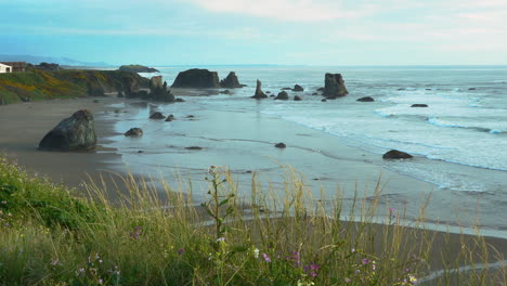 Wildflowers-growing-on-the-bluff-at-Bandon-Beach,-a-Southern-Oregon-state-park-with-many-sea-stacks