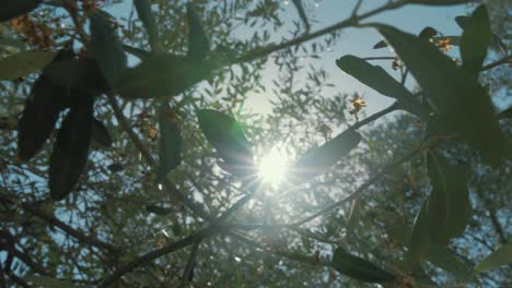 Sunlight-shining-through-olive-tree-leaves-4K