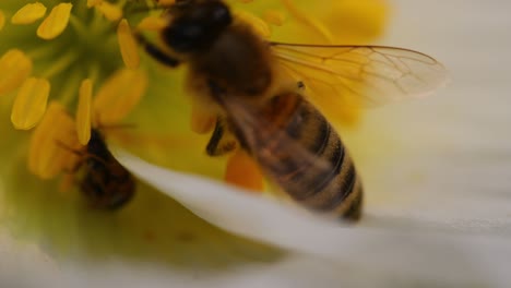 Macro-of-a-honey-bee-gathering-pollen,-with-other-insects