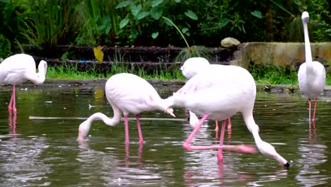 pair-of-greater-flamingo-at-pond