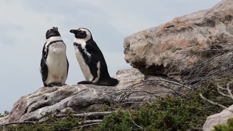 Pingüino-Jackass-Tomando-El-Sol-En-Las-Rocas-En-La-Bahía-De-Betty-Sudáfrica