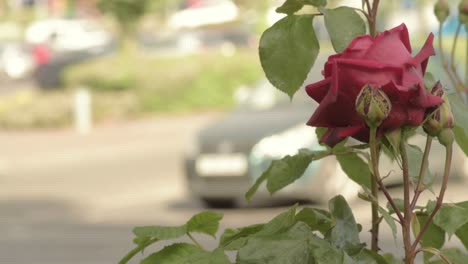 Red-rose-growing-at-roadside-in-busy-town