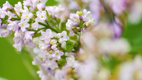 Zeitlupen-Nahaufnahme-Wunderschöner-Lila-Blüten,-Die-Sich-Sanft-Im-Wind-Wiegen
