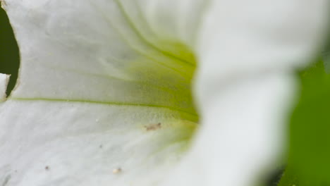 Macro-Primer-Plano-De-Una-Bonita-Flor-De-Petunia-Blanca-Que-Florece-En-Un-Día-De-Primavera