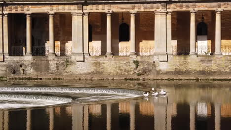 Super-Slow-Motion-Shot-of-Seagulls-on-top-of-Pulteney-Weir-in-Bath,-Somerset-with-Bath-Stone-Columns-in-Background-lit-by-a-Warm-Morning-Summer’s-Sun